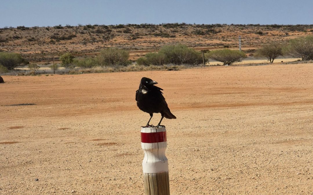 Destination Unknown, Part 6: Monkey Mia, Ningaloo Reef & A Deep Sense Of Dread