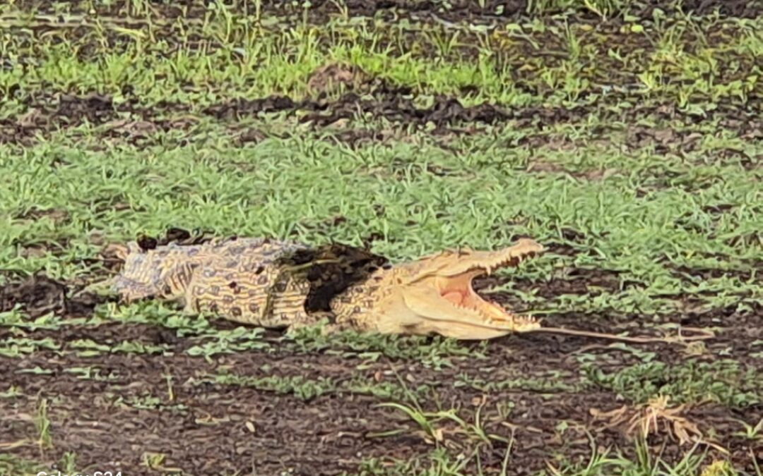 Destination Unknown, Part 12: Kakadu, Crocs & The Stuart Highway